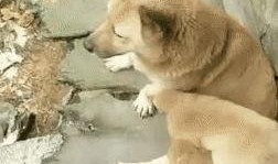 狗崽爆料视频大全集,揭秘视频大全集背后的惊人真相